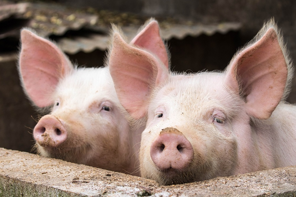 Bacteriële stammenstrijd rondom het varken