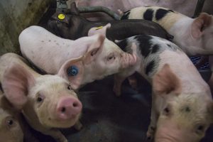 Langere slooptermijn Sanering varkenshouderijen