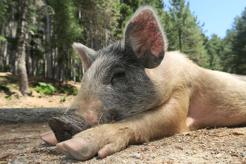 Verder aan de slag met verduurzaming veehouderij