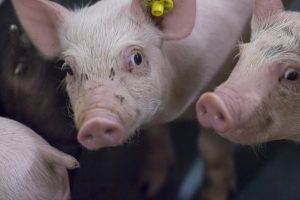 Agro Vertrouwensindex: Meer vertrouwen in de sector