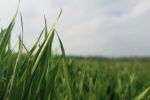 Eiwit uit gras en groen blad als circulaire grondstof voor varkens en pluimvee