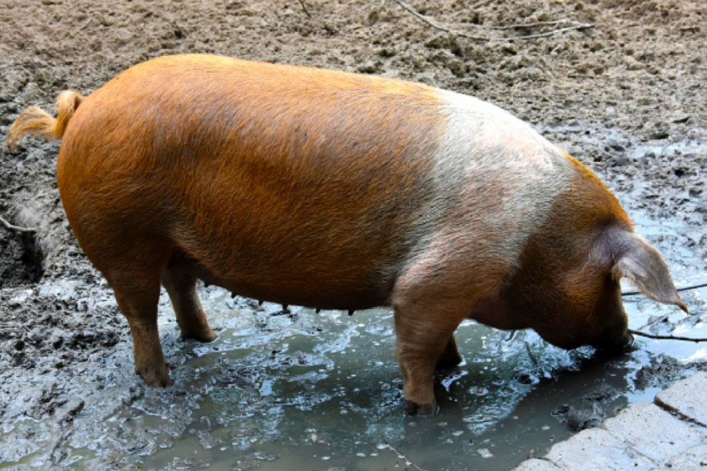 Hoe een varken een symbool van Deense identiteit werd