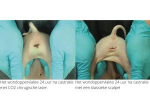 CO2 chirurgische laser voor castratie onderzocht