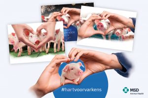 #hartvoorvarkens