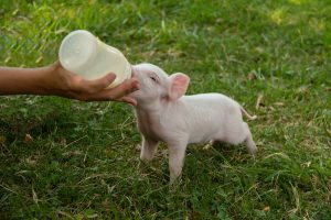 Uniflour 35501: Thermisch behandelde erwtenmeel voor melkvervangers