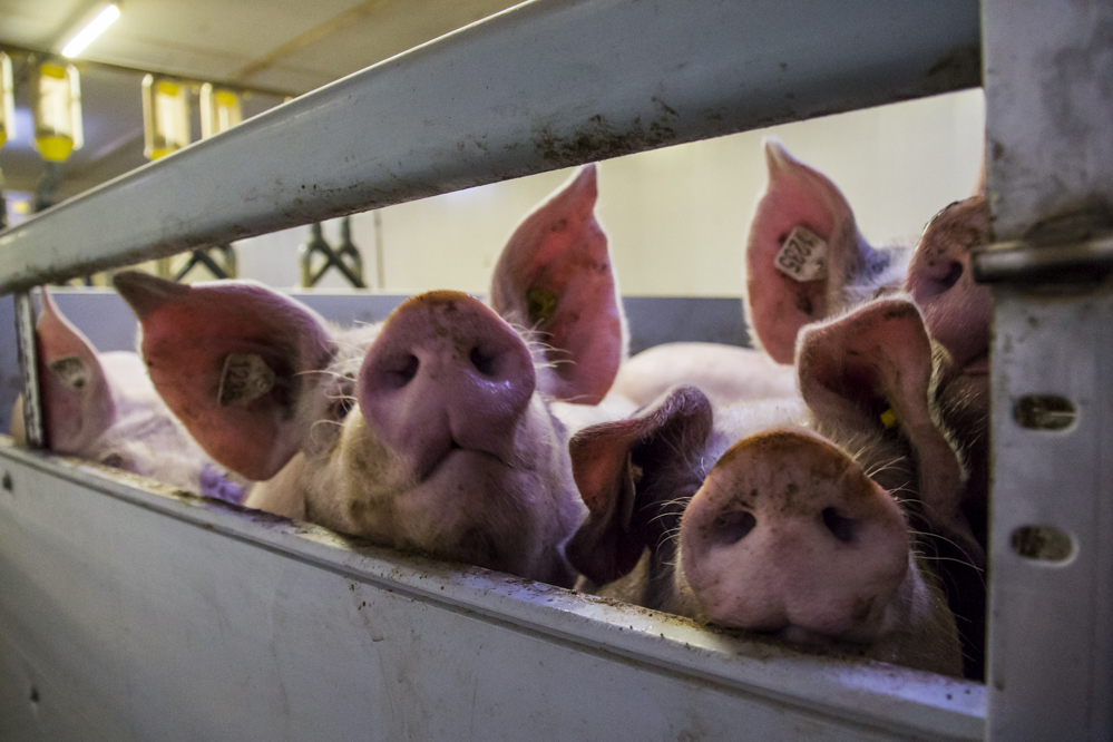 Varkenshouderij: keuzes maken wordt belangrijker dan ooit