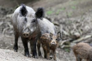 Varkenspest: Buitenlands personeel met Pasen naar huis?