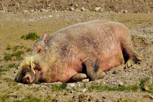 Afrikaanse varkenspest uitgebroken op bedrijf in Polen