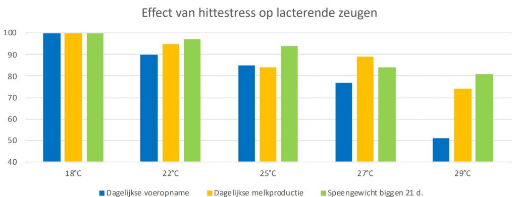 Hittestress leidt tot minder worpen en minder biggen