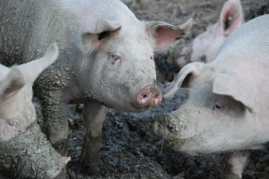 Stabiele prijzen voor varkens en varkensvlees rond de jaarwisseling