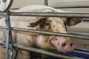 278 varkenshouders maken gebruik van sanering varkenshouderijen (Srv)