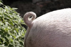 Moties geven richting aan gewijzigde Wet Dieren