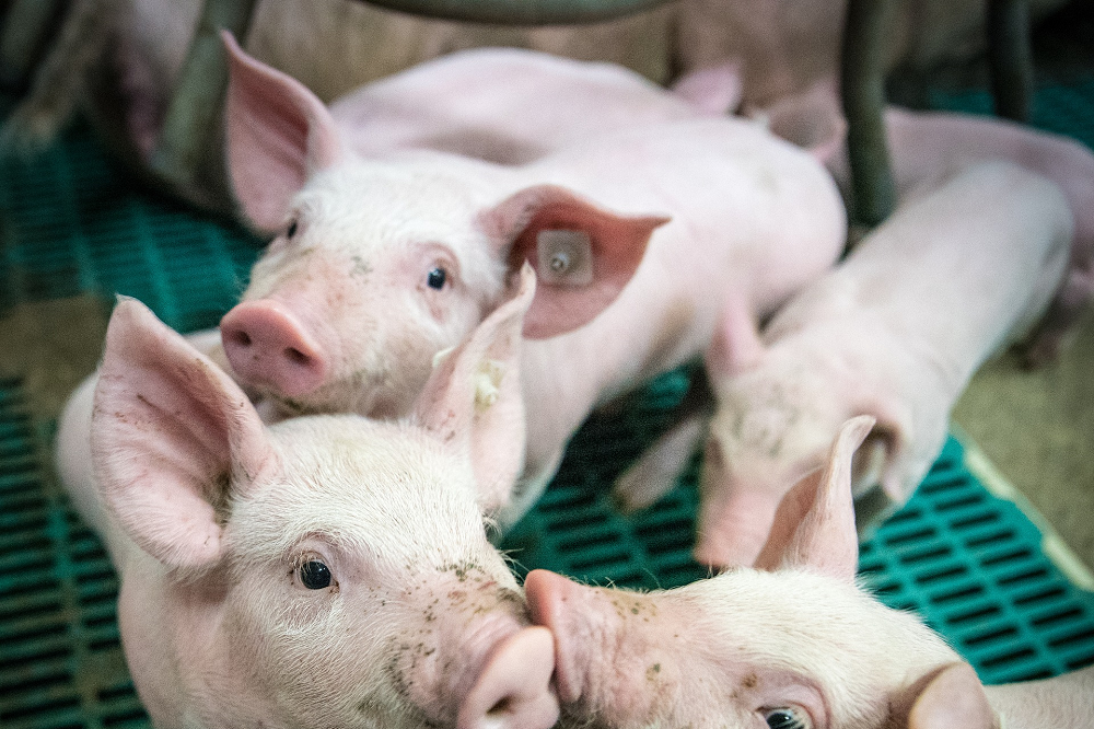 Kostprijzen biggen en vleesvarkens fors hoger