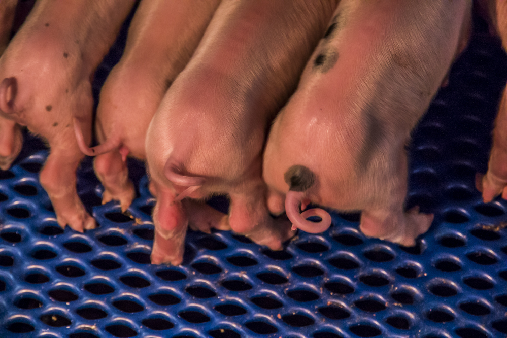 Saldo’s zeugen en vleesvarkens hoger volgens langetermijnverwachting