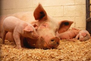 Stand van zaken gewijzigde Wet Dieren