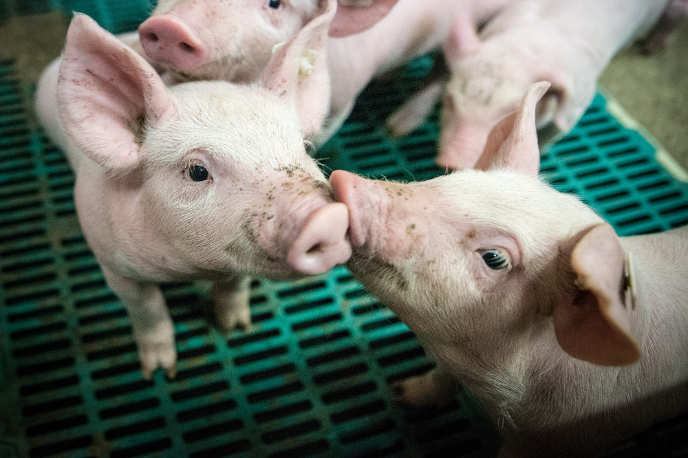 Varkens gevoerd met larven even gezond als met soja