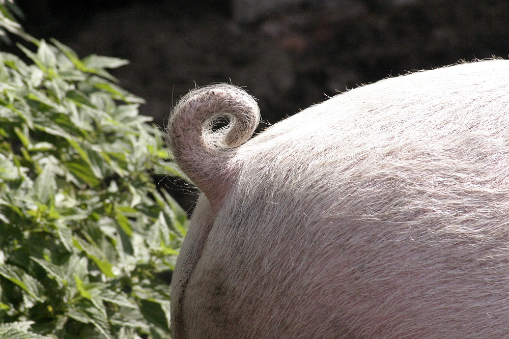 Landelijke beëindigingsregeling veehouderij voorjaar 2022 open