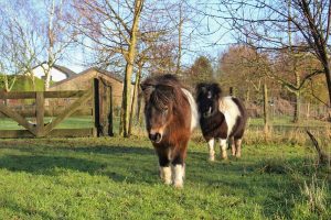 Wolf dood twee shetlandpony's: is ons vee in gevaar?