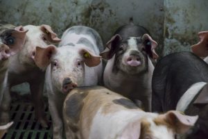 Saldo zeugen fors lager door hogere voerkosten