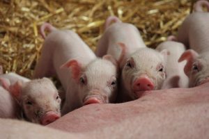 Medewerkers boeien en binden in de varkenshouderij