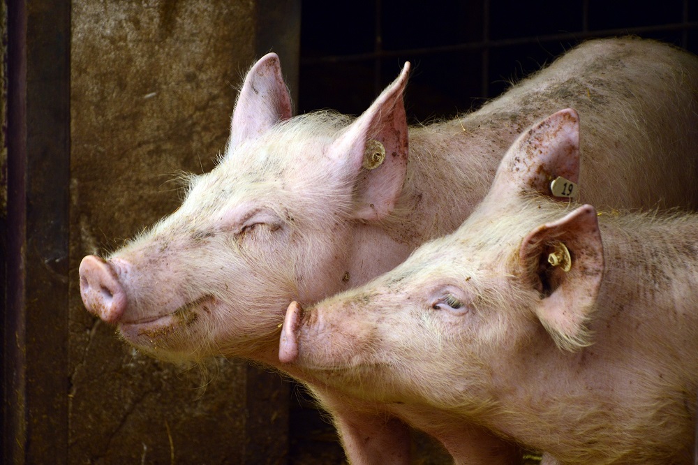 Saldo vleesvarkens bijna gehalveerd door stijgende voerkosten