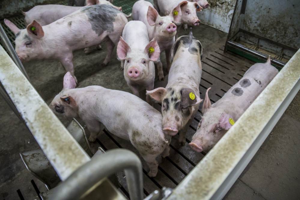 Varkensprijs onder druk, consumentenprijs nog constant