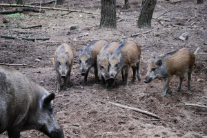 POV: ‘Hekken in natuurgebieden om insleep van AVP te voorkomen’