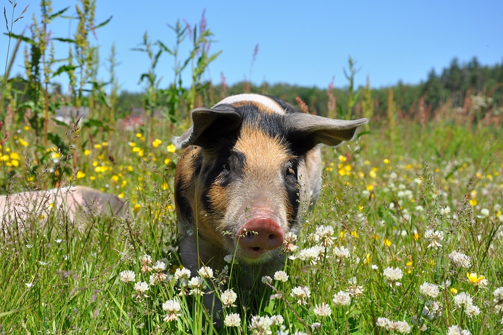 Smart farming als verlengstuk van de ondernemer