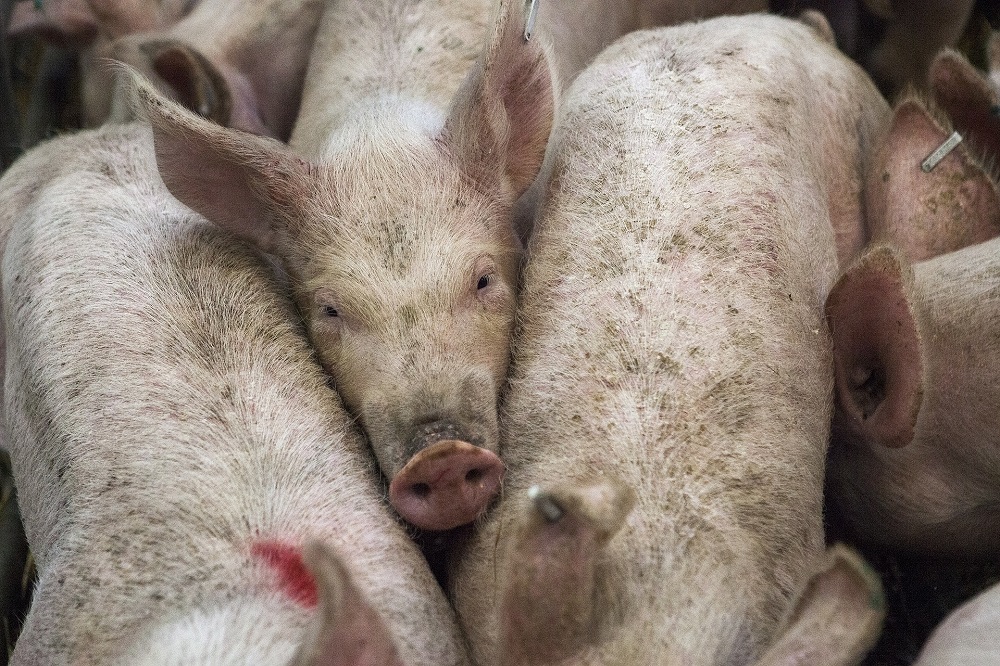 Consumentenprijs varkensvlees stijgt ondanks lage prijzen in de keten