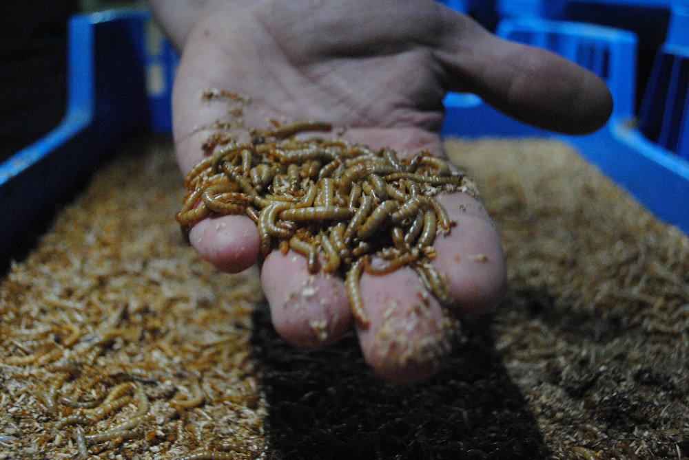 ‘Voor varkens en kippen zijn er heel mooie producten te maken met insecten’