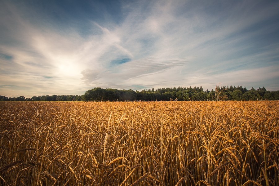 Rondetafelgesprek Oekraïne: boeren en strategisch voedselbeleid