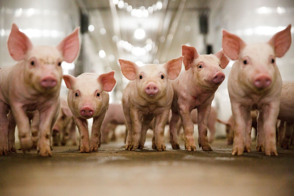 Dierenartsen: zet het dier centraal in de transitie naar een duurzamere dierhouderij ‘We hebben nooit discussie over gezondheid’