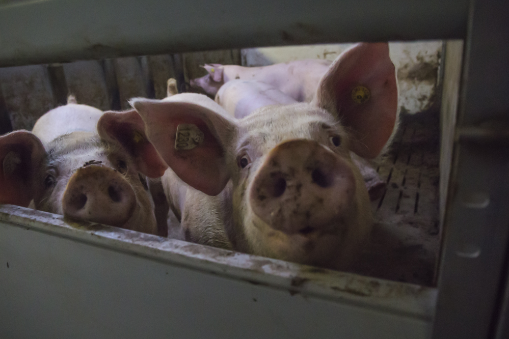 Eerste waarschuwingen transport varkens