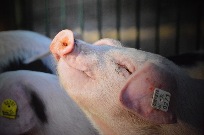 Voerwinst, basis voor rendement veehouderij