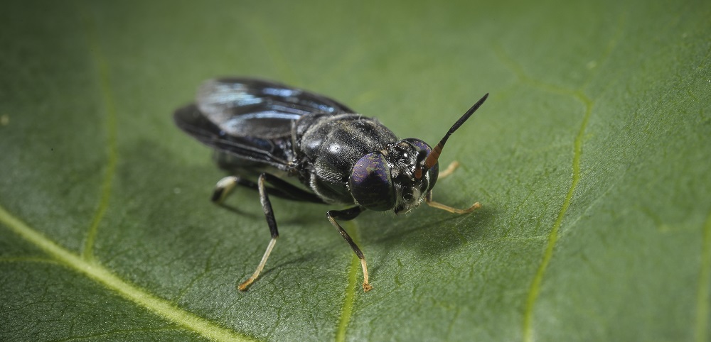 De insectensector op weg naar volwassenheid