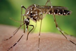 Australië: Japanse encefalitisvirus treft varkensbedrijven hard