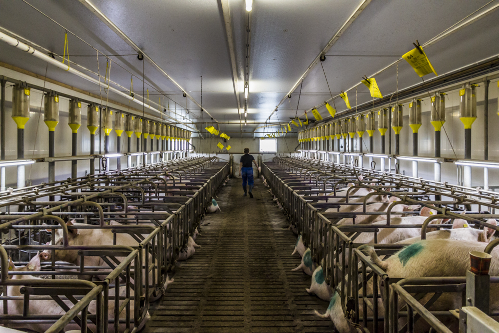 Meld knelpunten bij verzekering varkensstallen