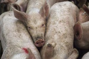 Polen: markt voor vleesvarkens krimpt