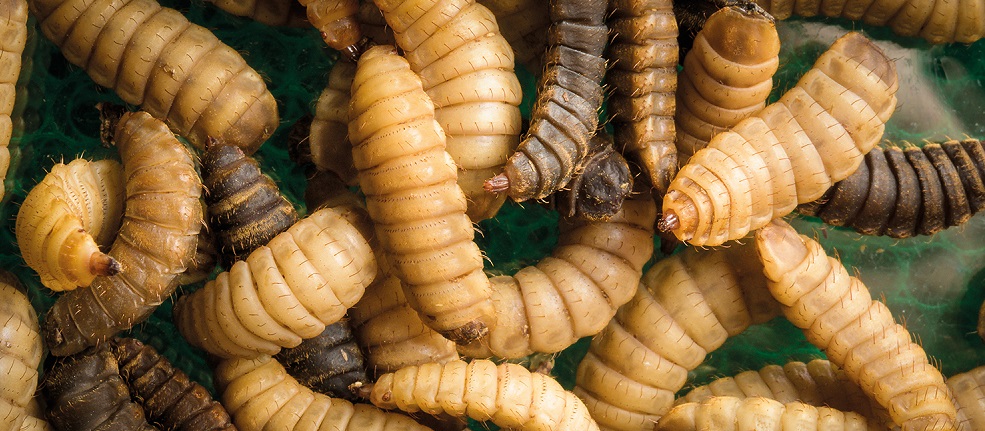 De insectensector op weg naar volwassenheid