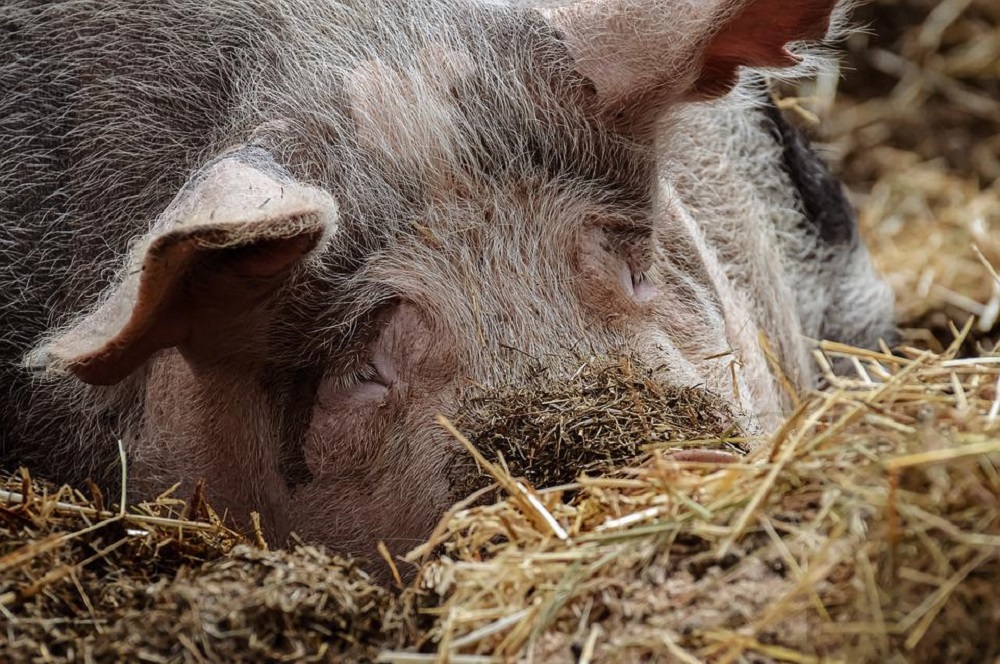 Natuurlijk gedrag stimuleren in alternatieve huisvesting bevordert welzijn