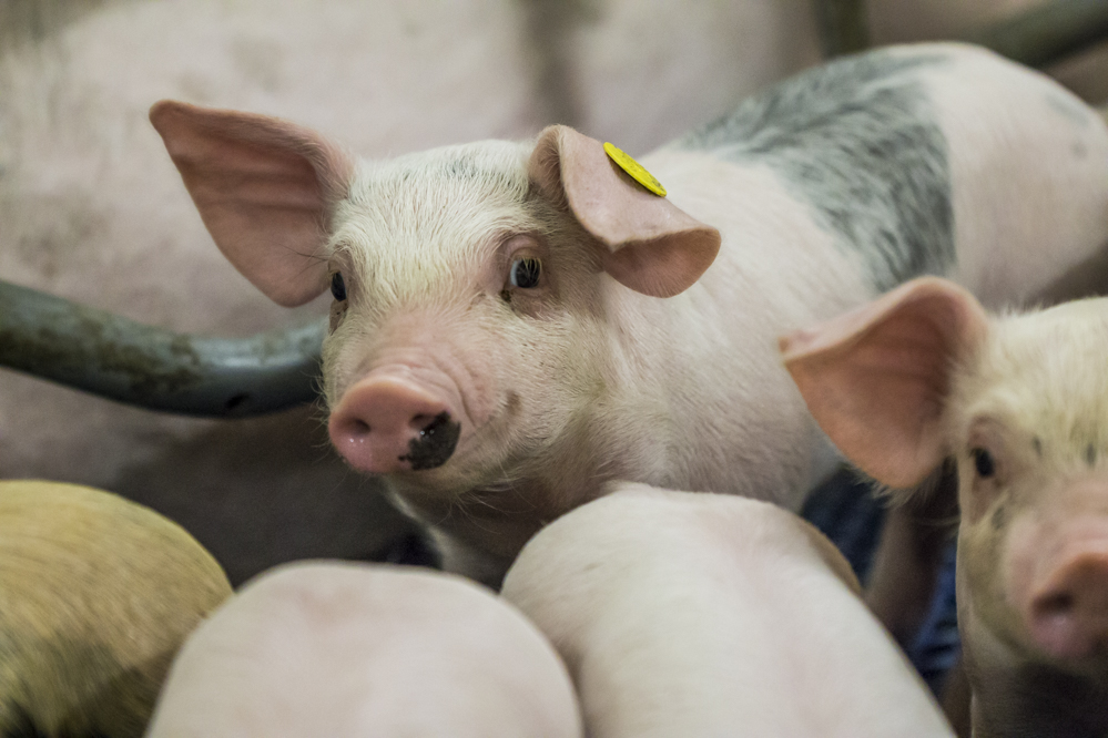 Op 6 november is de kick off van het project ‘RAMBO’. Dit project helpt varkens- en pluimveehouders in Vlaanderen en Nederland met het terugdringen van stikstofemissies. https://acceptatie.pluimveebedrijf.be/wet-en-regelgeving/stikstofaanpak/kick-off-van-rambo-ammoniakreductie-in-pluimveehouderij/