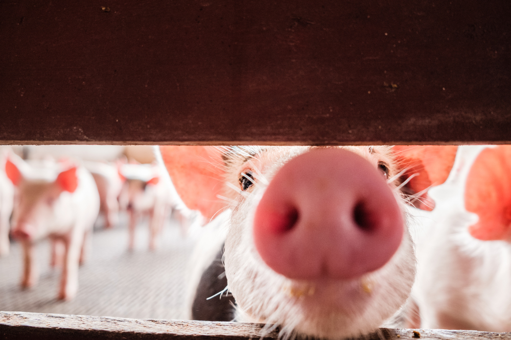 Boerderijwinkel of PR-activiteiten? Zet jouw bedrijf op de kaart bij The Pig Story!