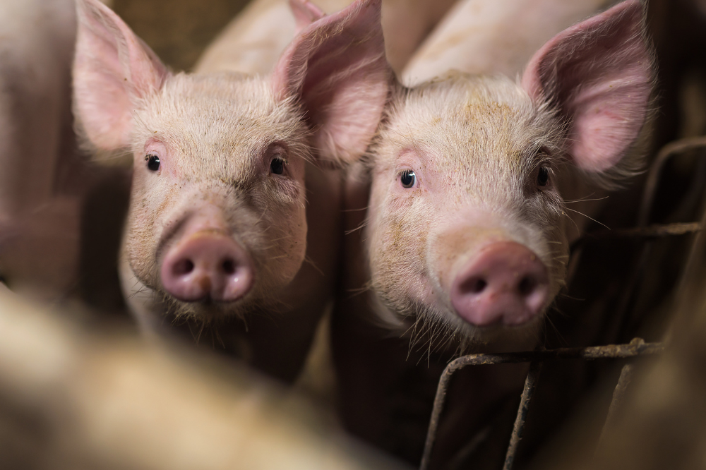 Afname AVP-gevallen bij varkens en wilde zwijnen in Europa