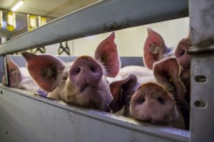 Aanzet tot stalbezetting circuleert op sociale media van dierenactivisten