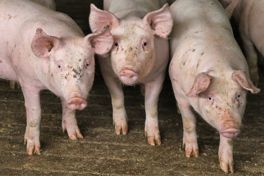 Saldo vleesvarkens gestegen door hogere opbrengsten