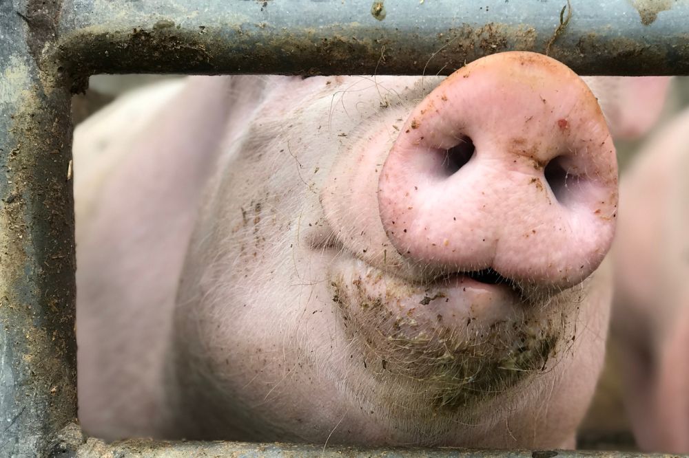 Beter boeren geeft impuls aan milieu, boer en dier