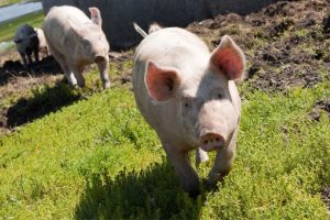 Biodiversiteit voor verbinding tussen omgeving en bedrijf