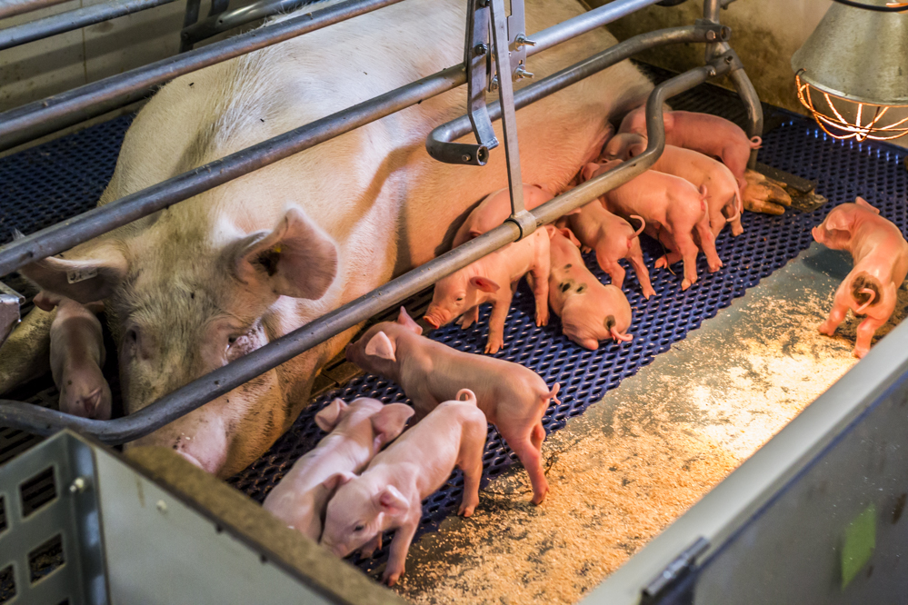 Koelkussens verbeteren melkproductie