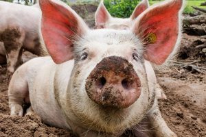 Handel in varkensvlees en gevogelte naar Republiek Korea hervat