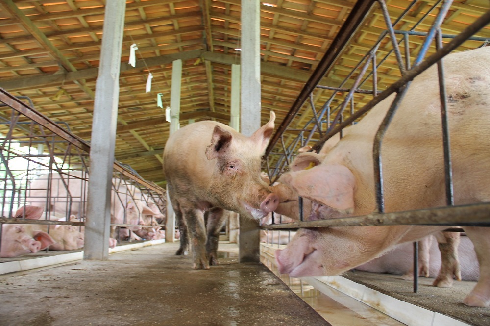 Brabant maakt een pas op de plaats voor de hele veehouderij